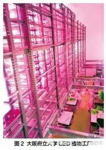 植物照明工廠的發展現狀及其戰略