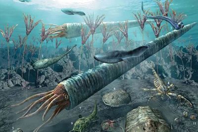 海百合 偽裝成植物的“女裝大佬”，實(shí)為遠(yuǎn)古肉食掠食者